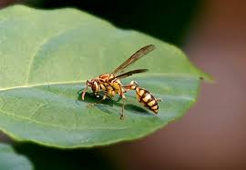 Parapolybia varia